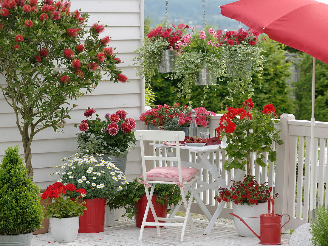 Rot-weißer Balkon mit Callistemon (Zylinderputzer), Argyranthemum