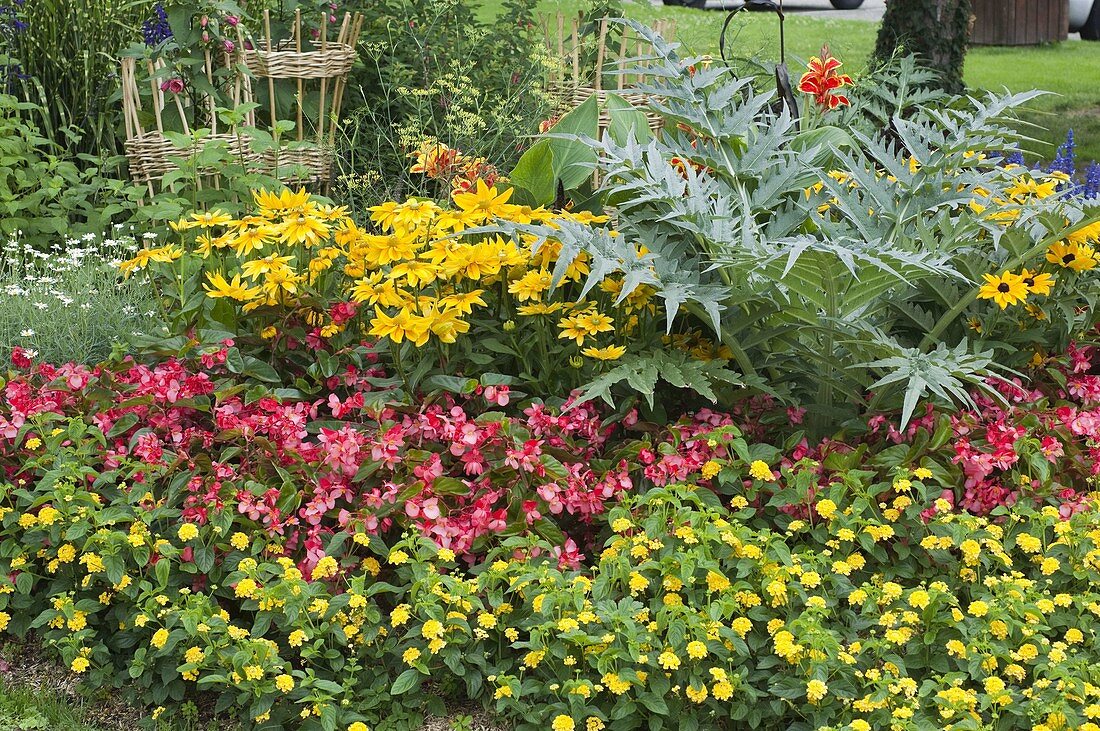 Yellow-red summer flower bed with artichoke