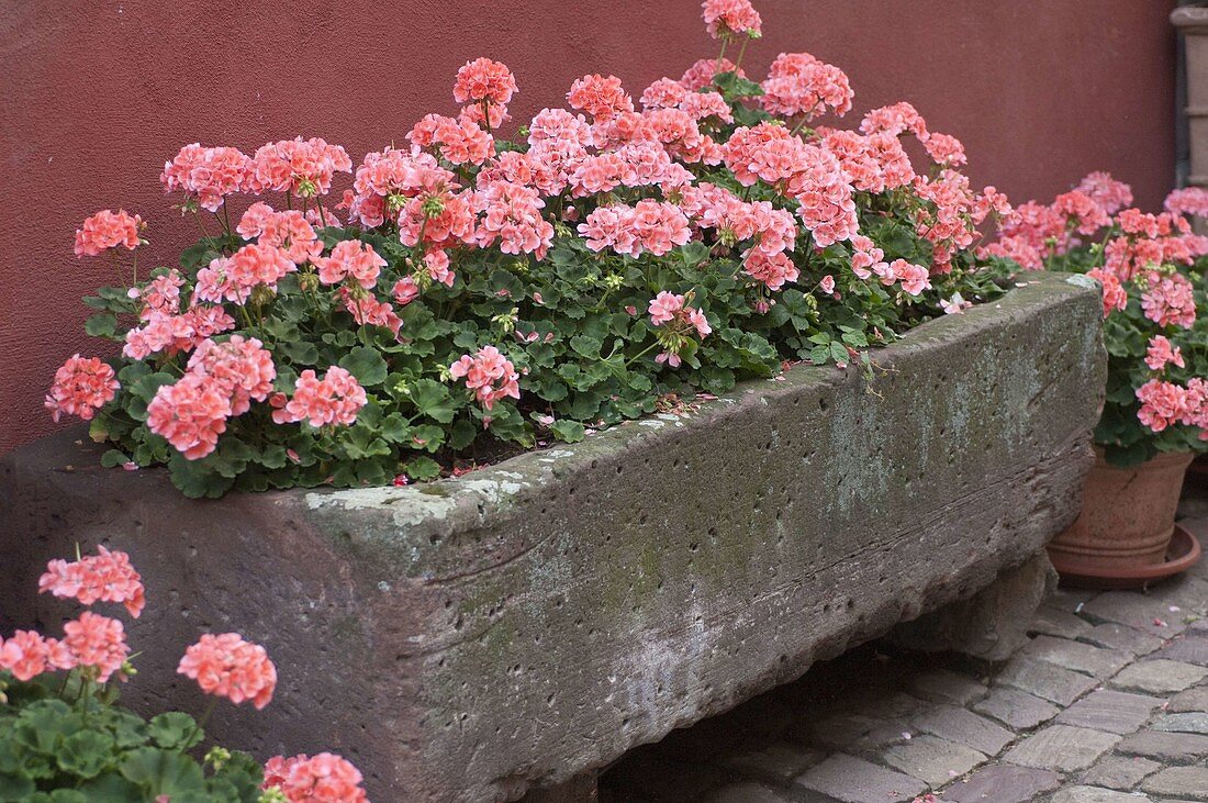 Stone trough with Pelargonium zonal 'Beautiful Helena'