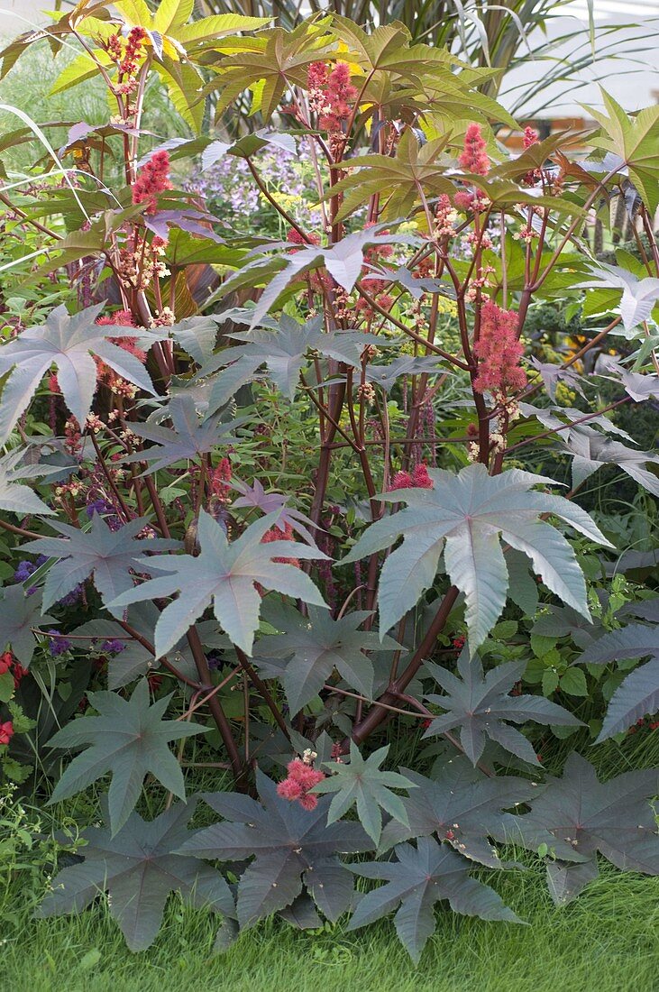 Ricinus communis 'Carmencita Bright Red' (miracle tree)