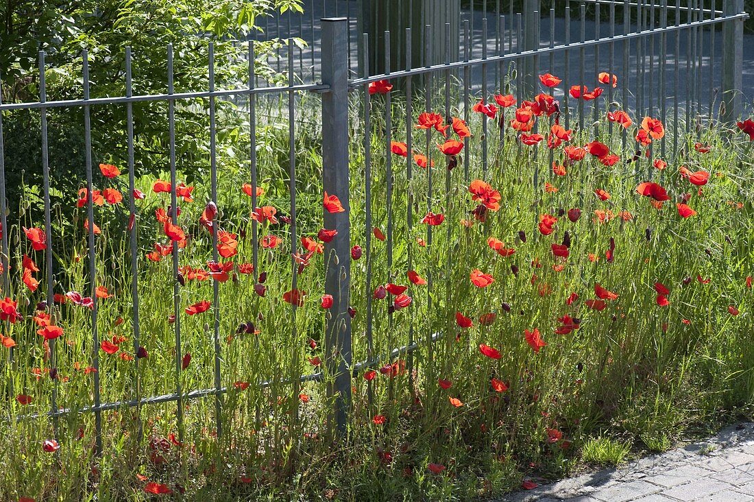 Papaver rhoeas (corn poppy) on metal fence