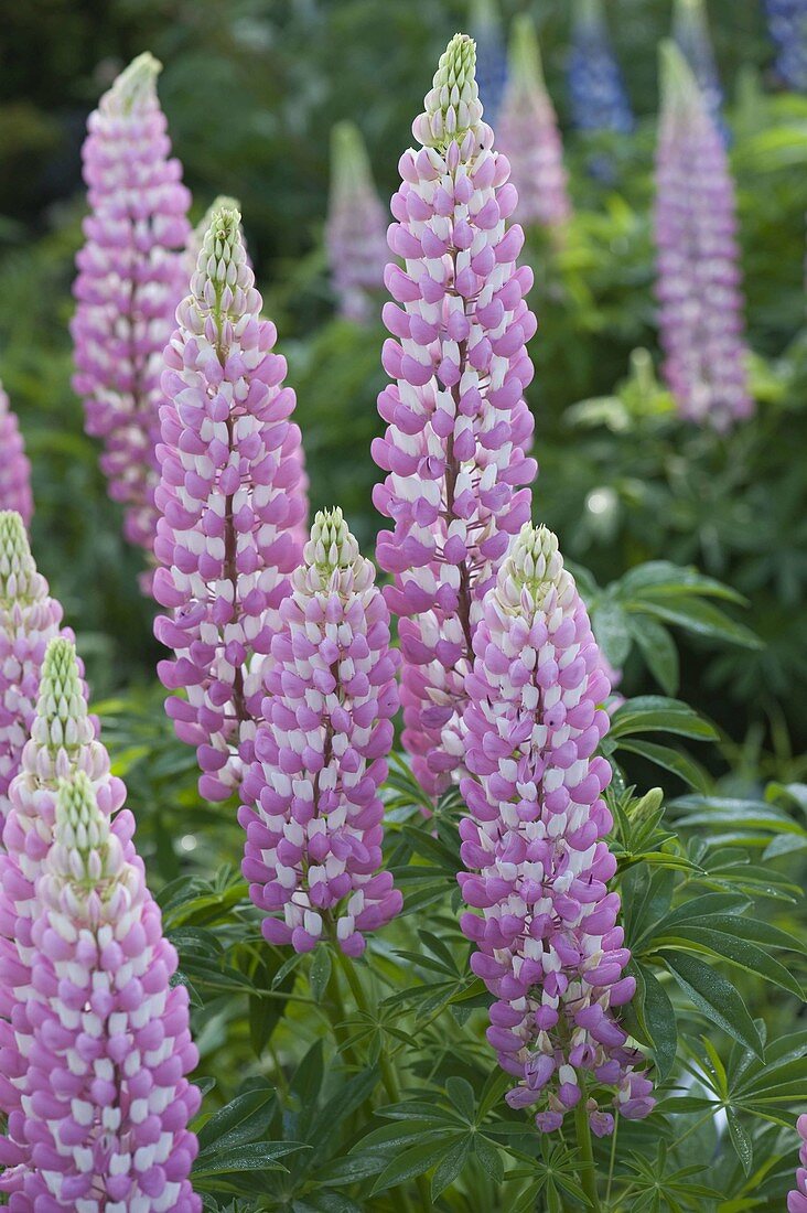 Lupinus polyphyllus 'Schlossfrau' (Lupines)