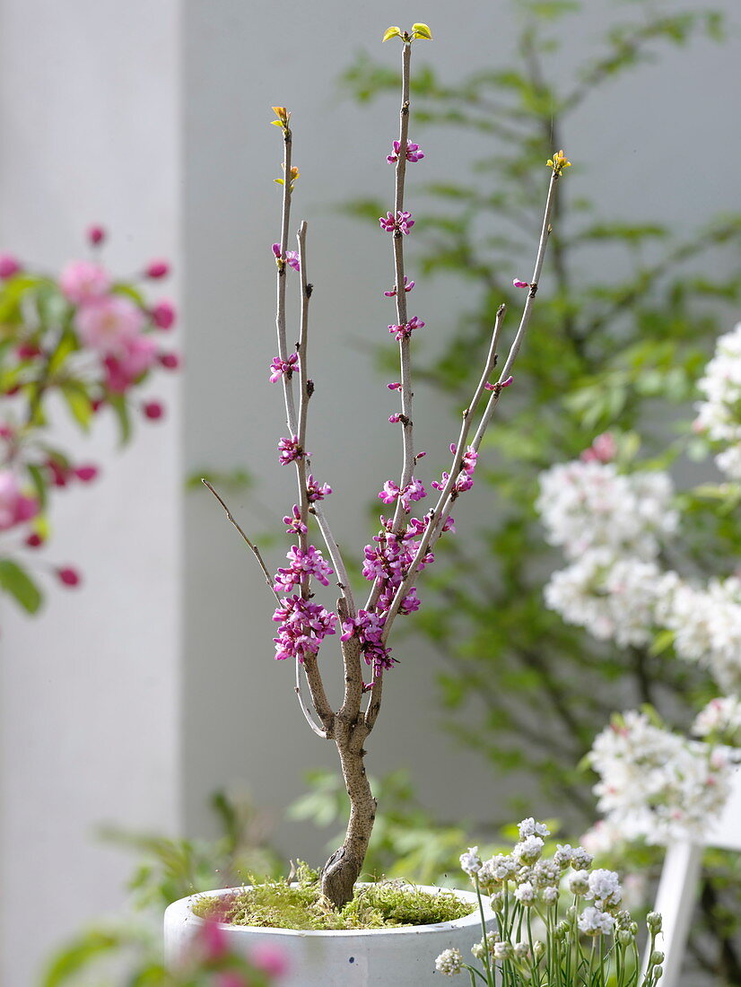 Cercis chinensis 'Avondale' (Chinese Judas tree)