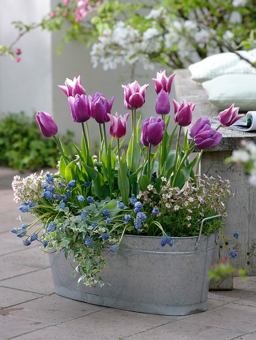 Tulipa 'Ballade' magenta-white, 'Valentine' purple (tulips), Muscari 'Blue Magic' (muscari)