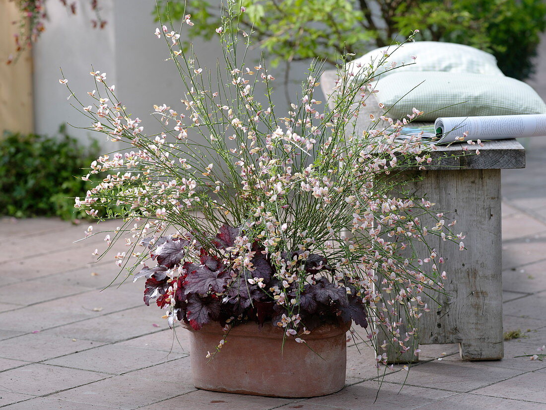 Broom 'Praecox Zelandia' (broom) and Heuchera (purple bellflower)