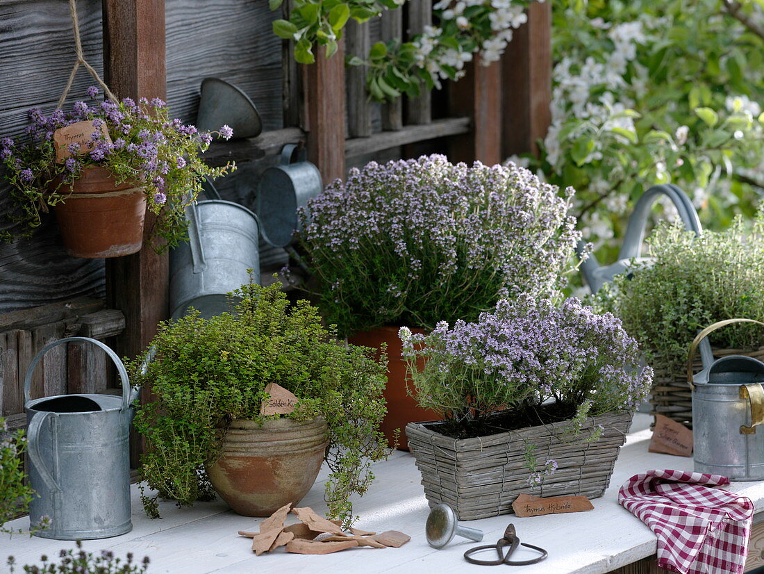 Lemon thyme 'Golden King' and blooming thyme