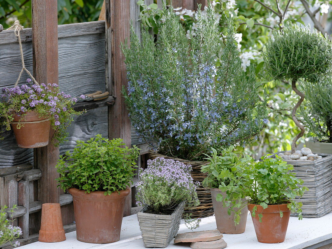 Flowering rosemary (Rosmarinus) in a wicker basket