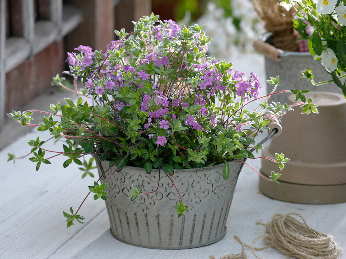 Androsace sarmentosa (Himalayan man shield) in metal pot with handles