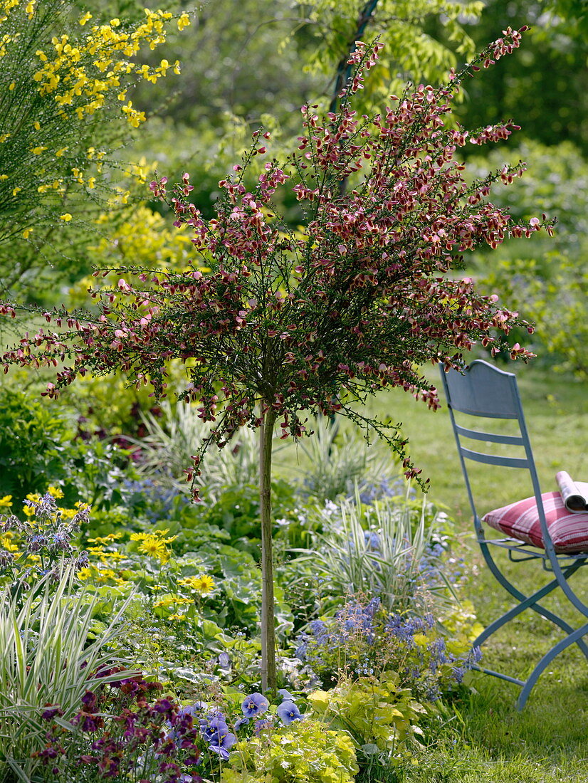 Cytisus scoparius 'Maria Burkwood' (Edelginster) Stämmchen