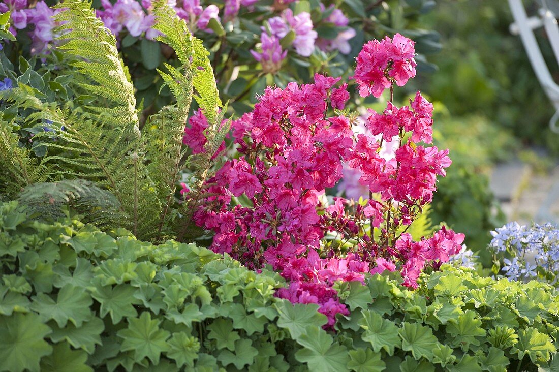 Rhododendron 'Georg Ahrens' (Japanese azalea), Alchemilla