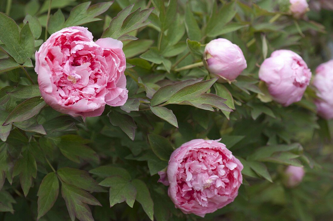 Paeonia suffruticosa 'Pink Pearl Tasselin for Lady's Hat' (shrub peony)