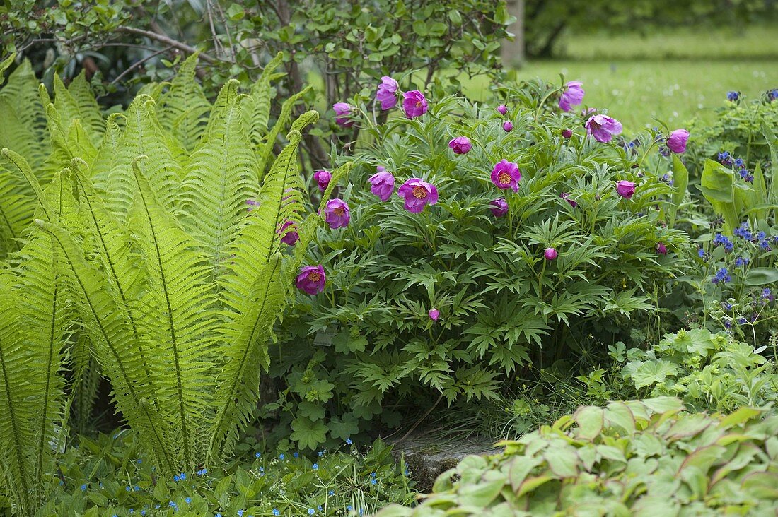 Paeonia veitchii (wild peony)