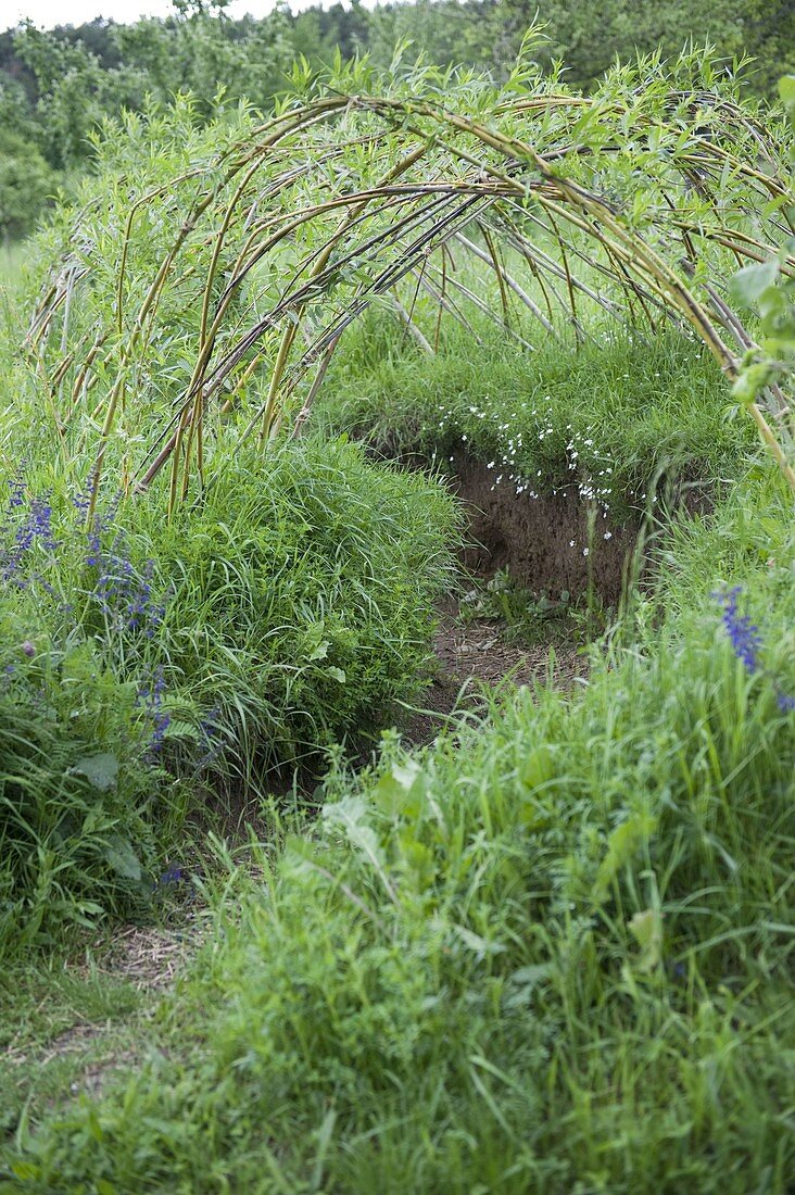 Hollow path with willow tunnel