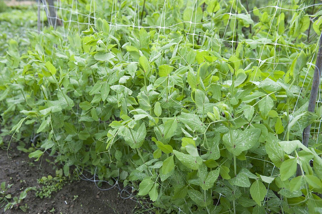 Sweet pea 'Posthörnchen' (Pisum) on a climbing net