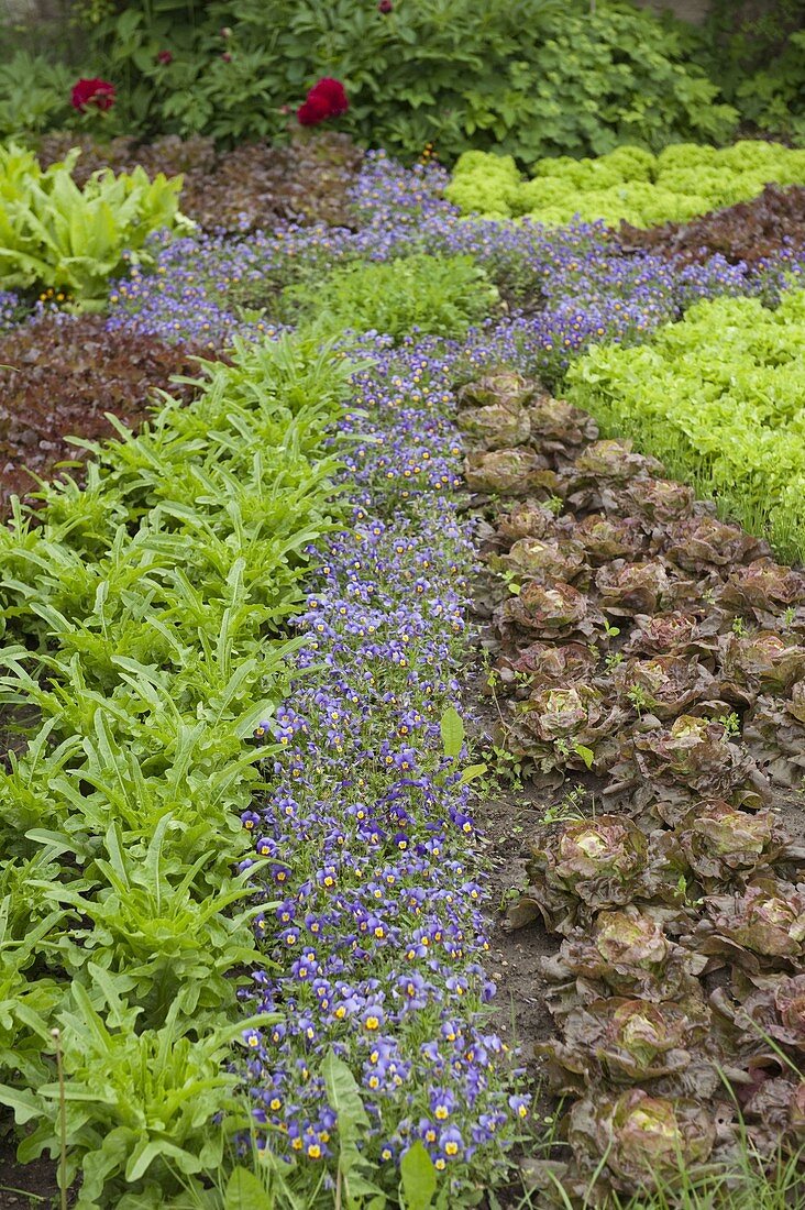 Decorative pattern in vegetable garden planted with lettuces 'Ricciolina Catalogna'.