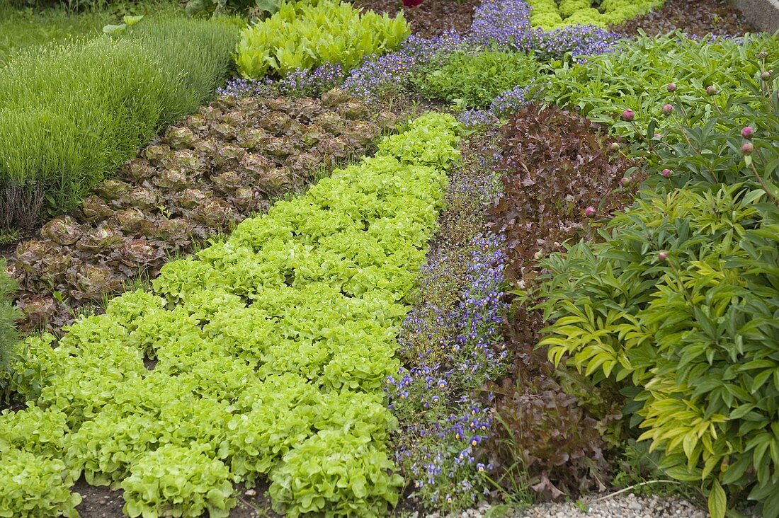 Decorative patterns in the vegetable garden planted with lettuces