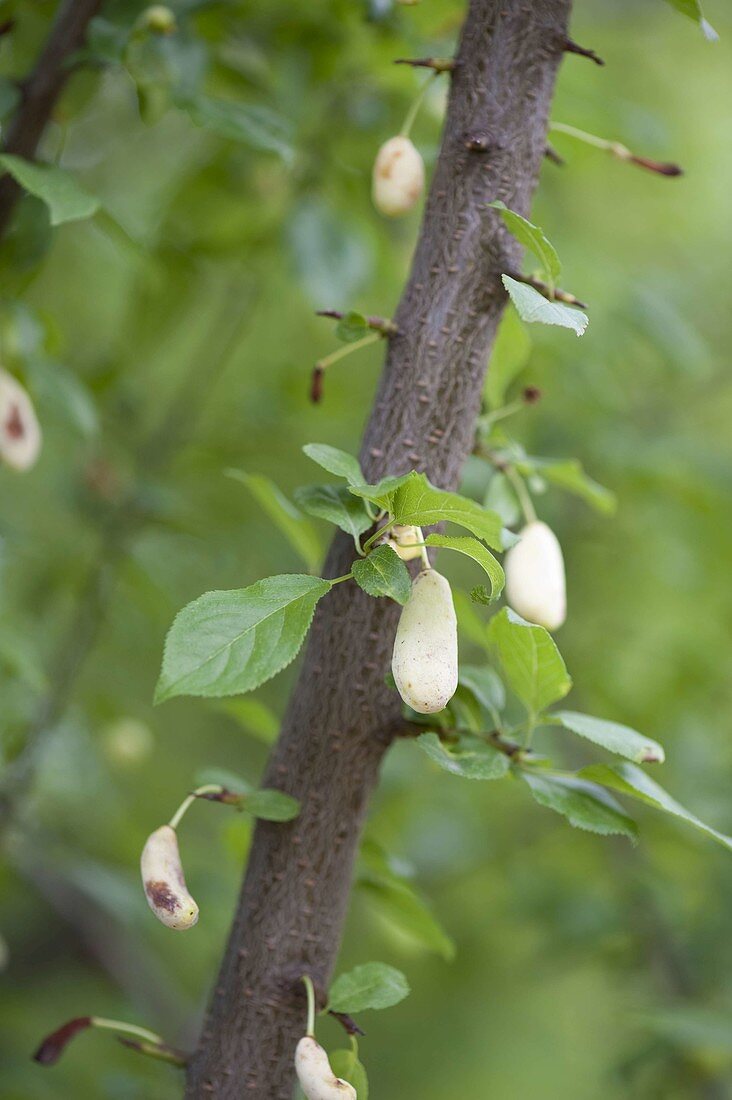 Fool's disease also known as plum pockets disease on plum