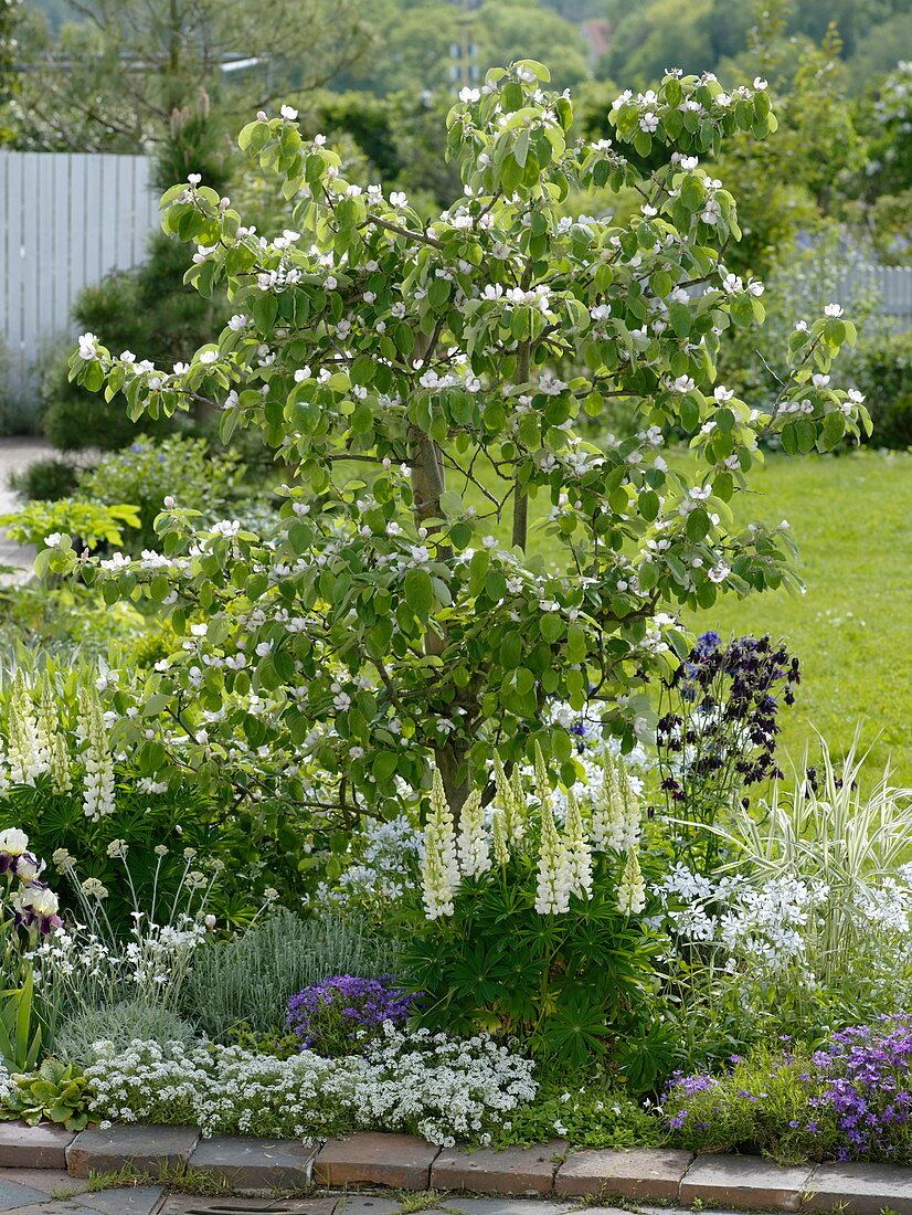 Cydonia, Lupinus polyphyllus 'Miss', Phlox