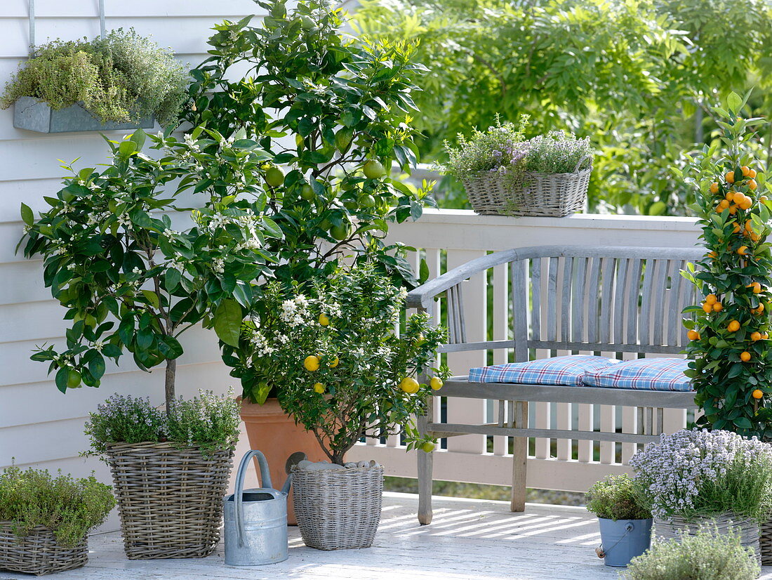 Scented balcony with citrus plants and herbs