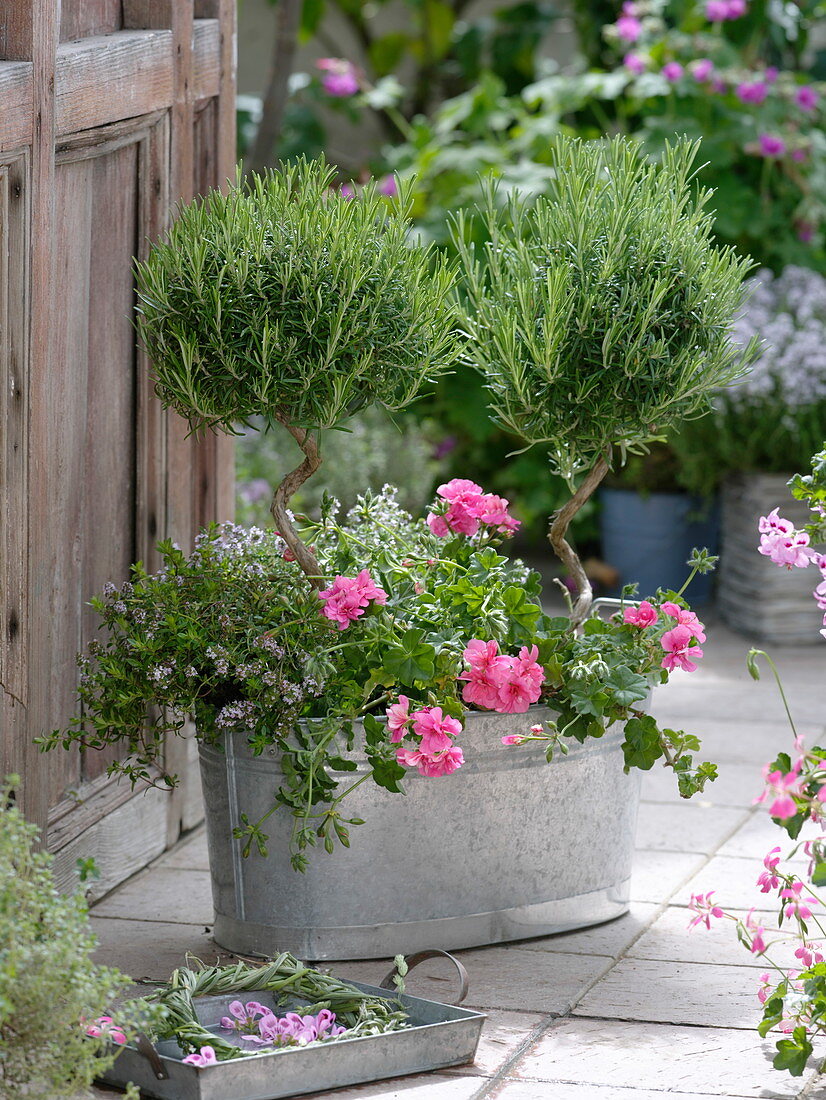 Zinc tub planted with rosemary (Rosmarinus), stems