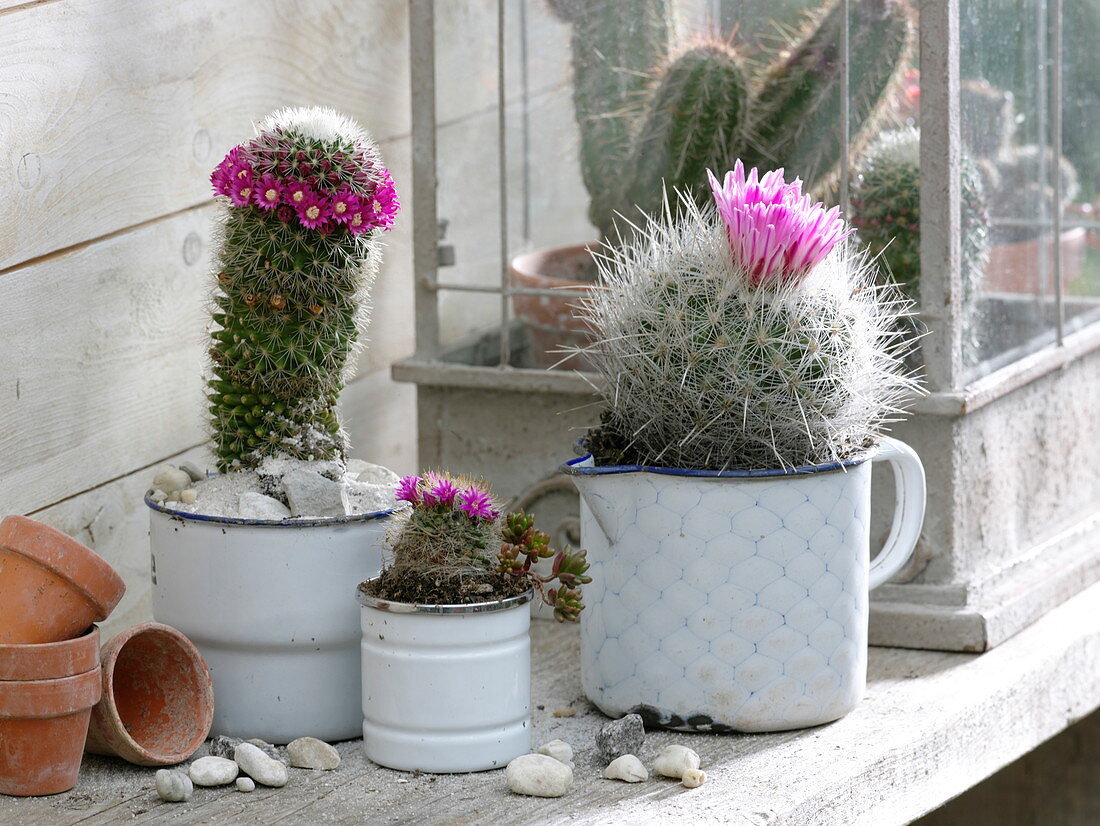 Flowering cacti in enamel pots