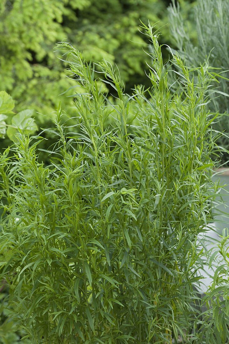 Tarragon (Artemisia dranunculus)