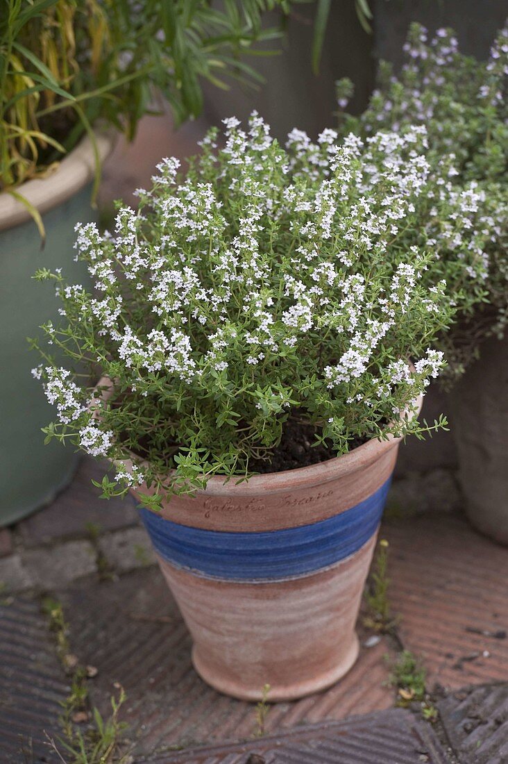 Blühender Thymian (Thymus vulgaris)