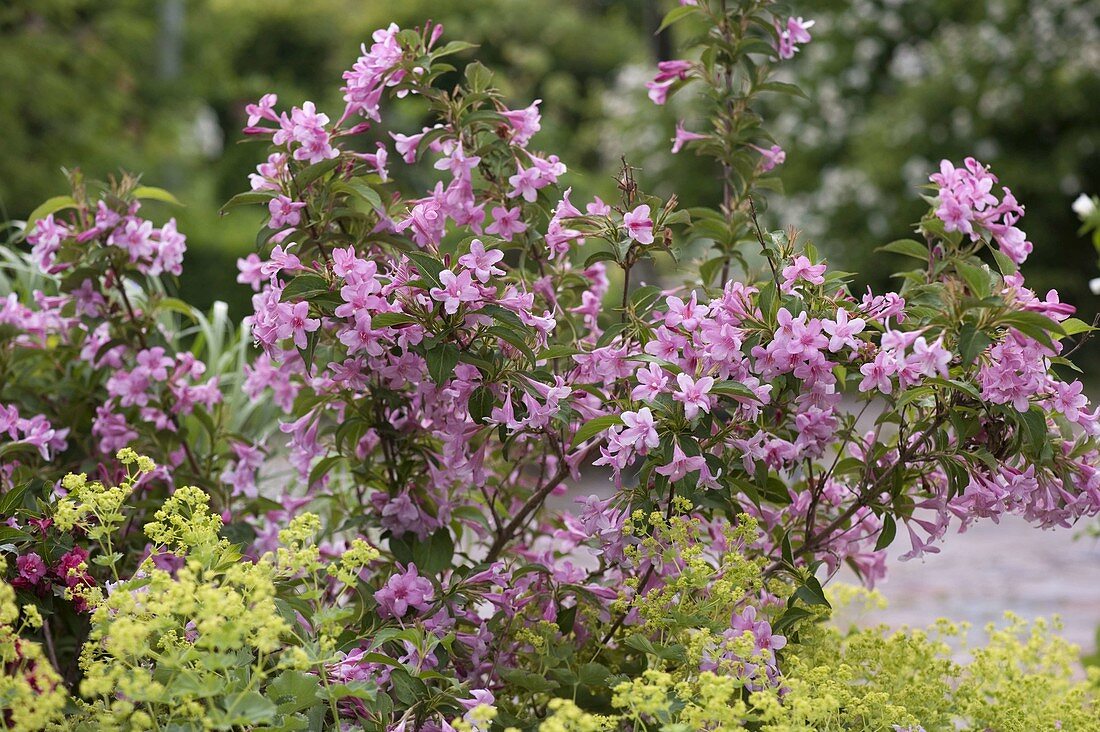 Weigelia 'Styriaca' rosa (Weigelie)