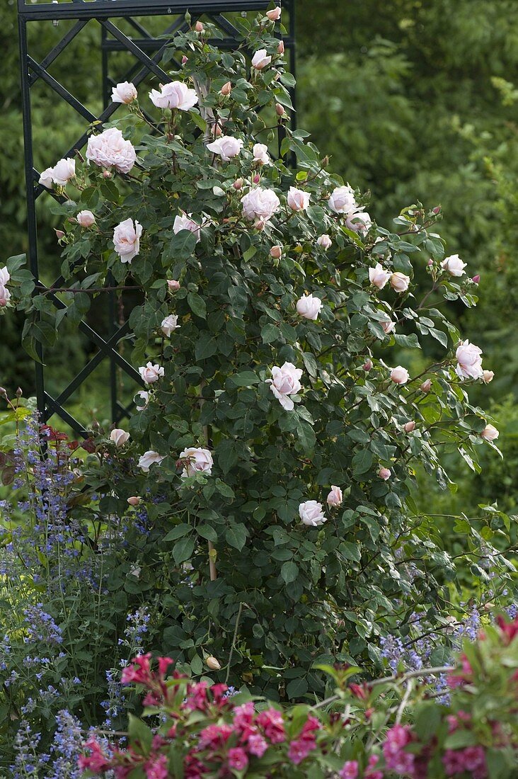 Rosa 'New Dawn' (climbing rose), healthy, frequent flowering