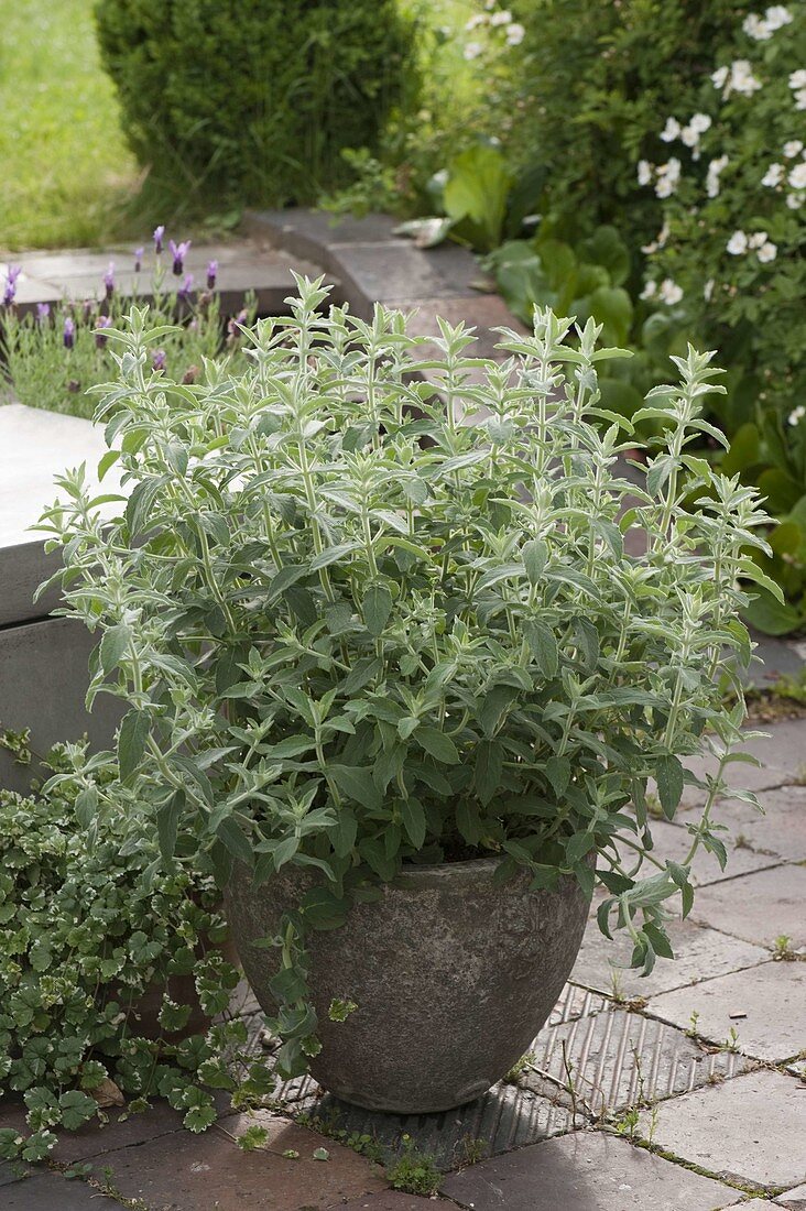 Horse mint (Mentha longifolia) in grey pot