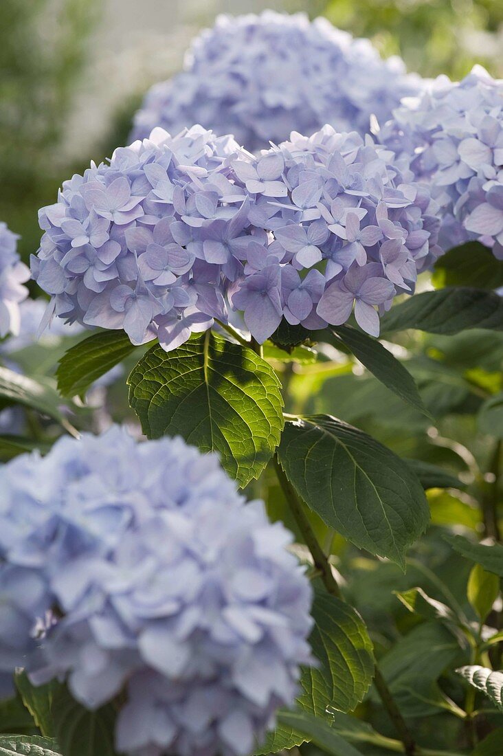 Hydrangea macrophylla 'Endless Summer' (Hortensie)