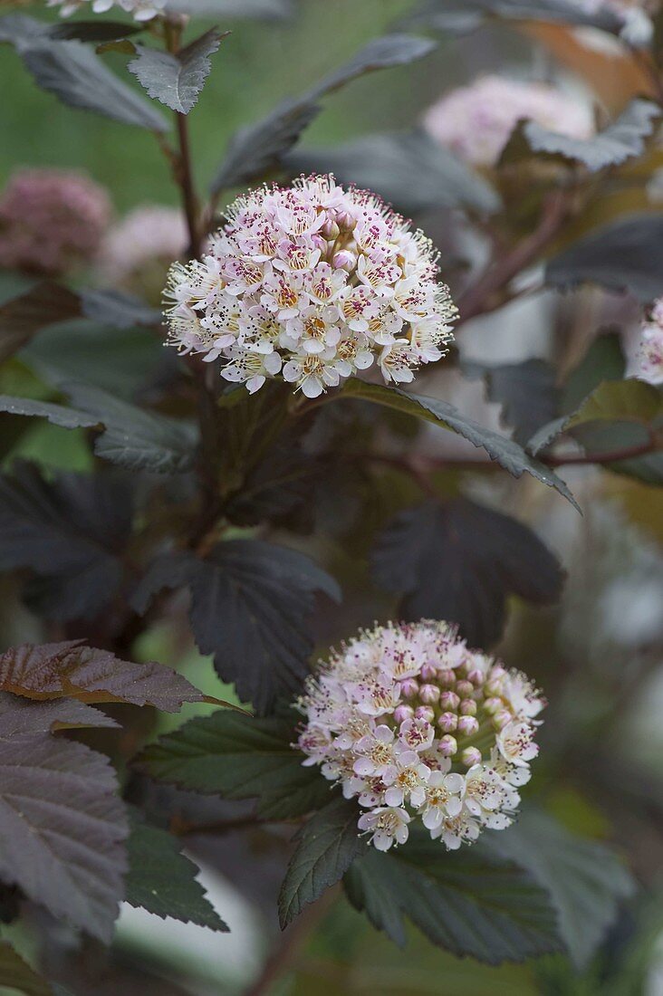 Physocarpus 'Diabolo' (red-leaved bladderwort)