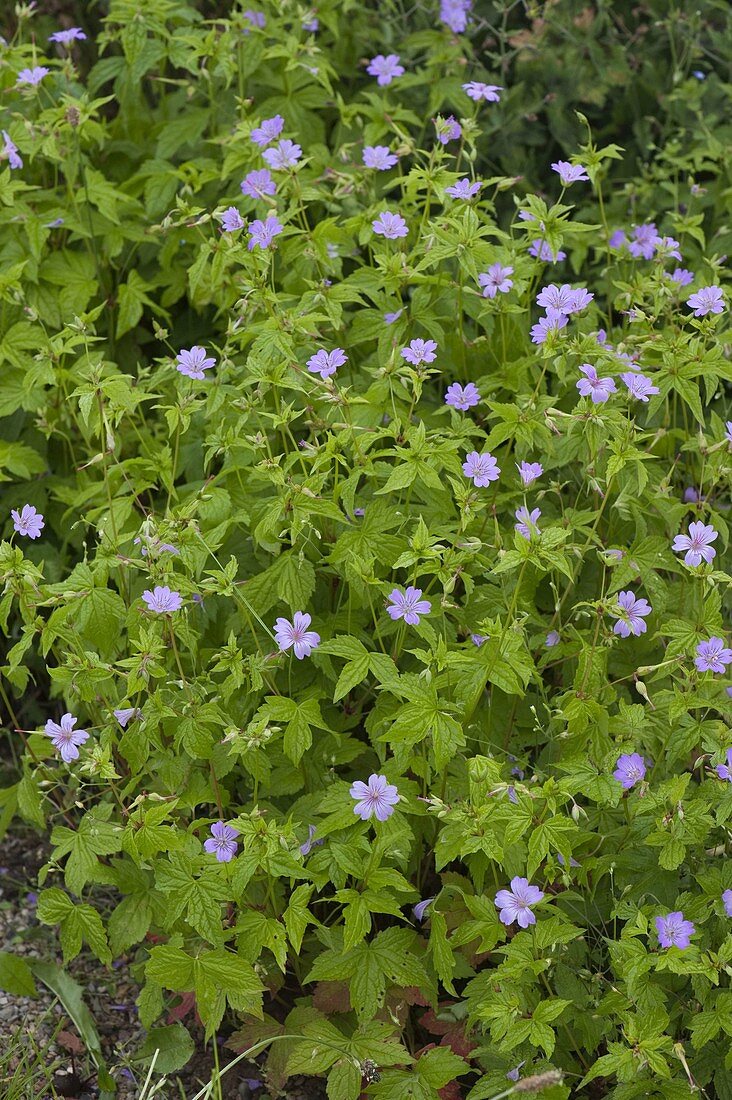 Geranium nodosum (Knotty shade cranesbill)