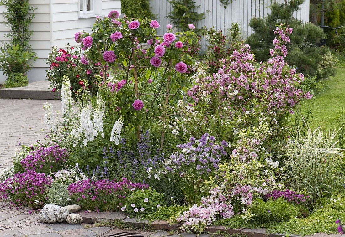 Rosa 'Gertrude Jekyll' (Englische Duftrose), Weigelia florida