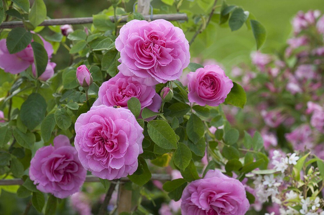Rosa 'Gertrude Jekyll' (English fragrant rose)