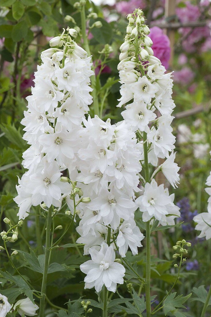 Delphinium elatum 'Polarfuchs' (Larkspur)