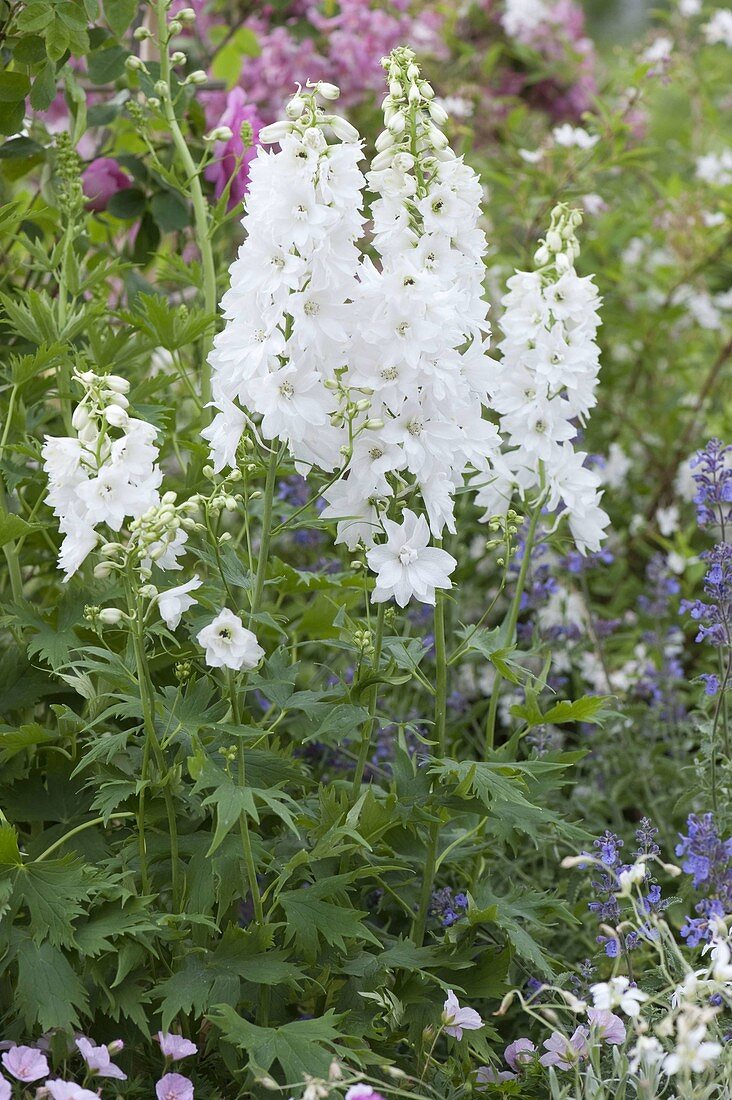 Delphinium elatum 'Polarfuchs' (Rittersporn)