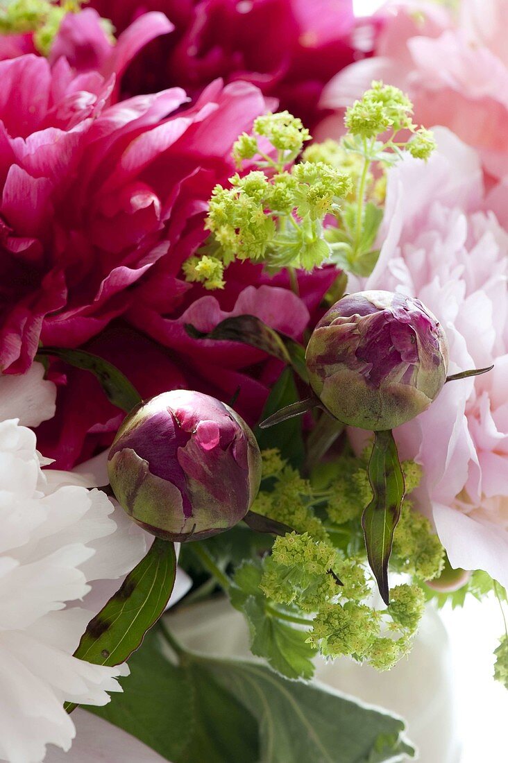 Flower combination Paeonia (peonies) and Alchemilla (lady's mantle)