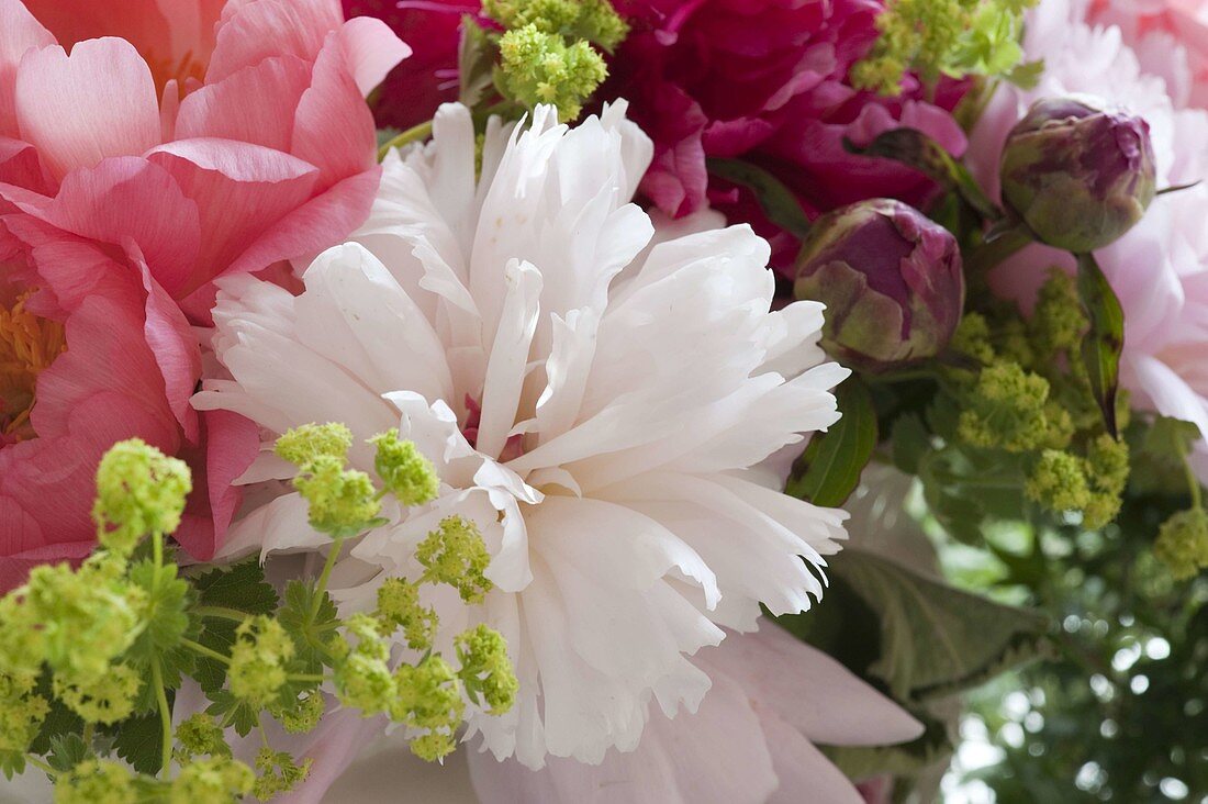 Flower combination Paeonia (peonies) and Alchemilla (lady's mantle)