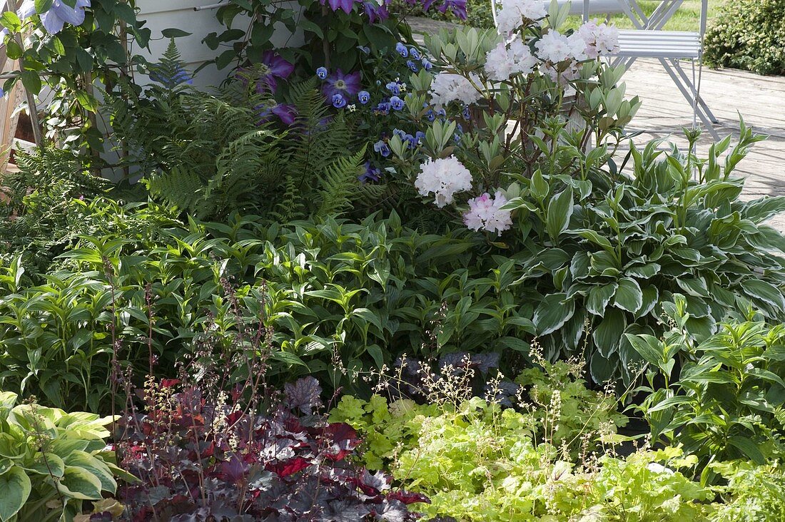 Semi-shade border with Heuchera (purple lily), Hosta 'Francee'(Funkie)