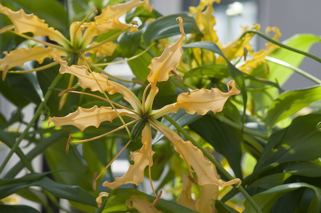 Gloriosa lutea (Yellow Glory Crown)