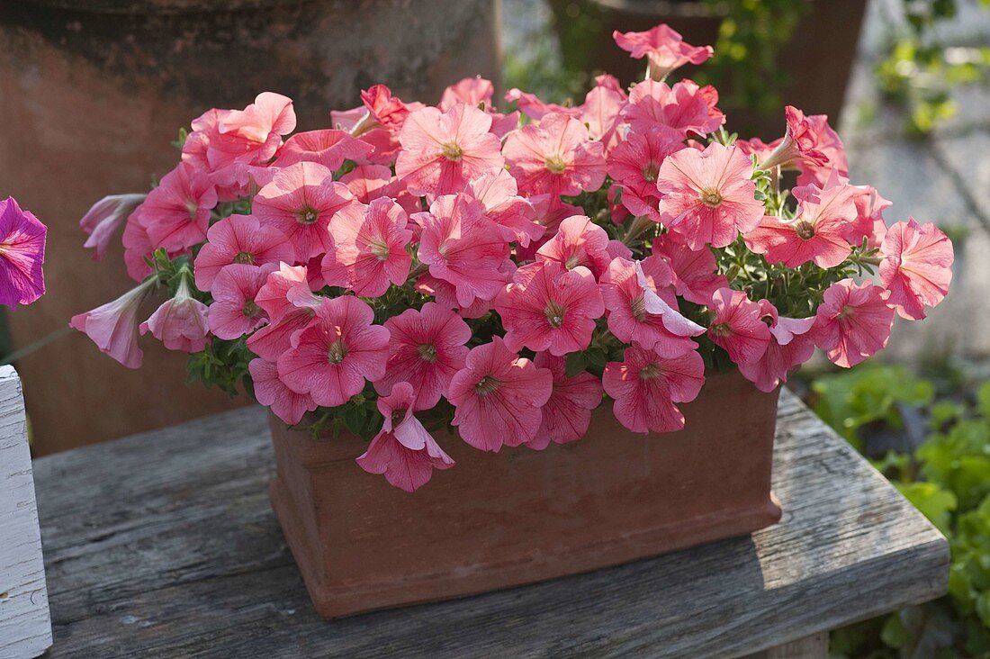 Petunia 'Bingo Coral' (Petunia) in terracotta box