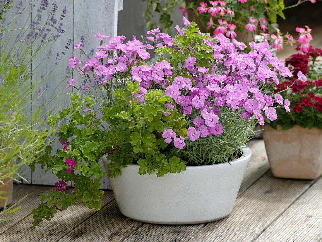 Dianthus gratianopolitanus 'Eydangeri', Pelargonium