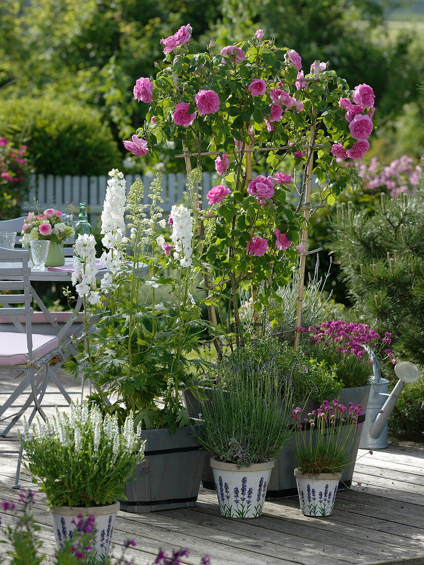 Rosa 'Gertrude Jekyll' (Englische Duftrose), öfterblühend, Delphinium elatum