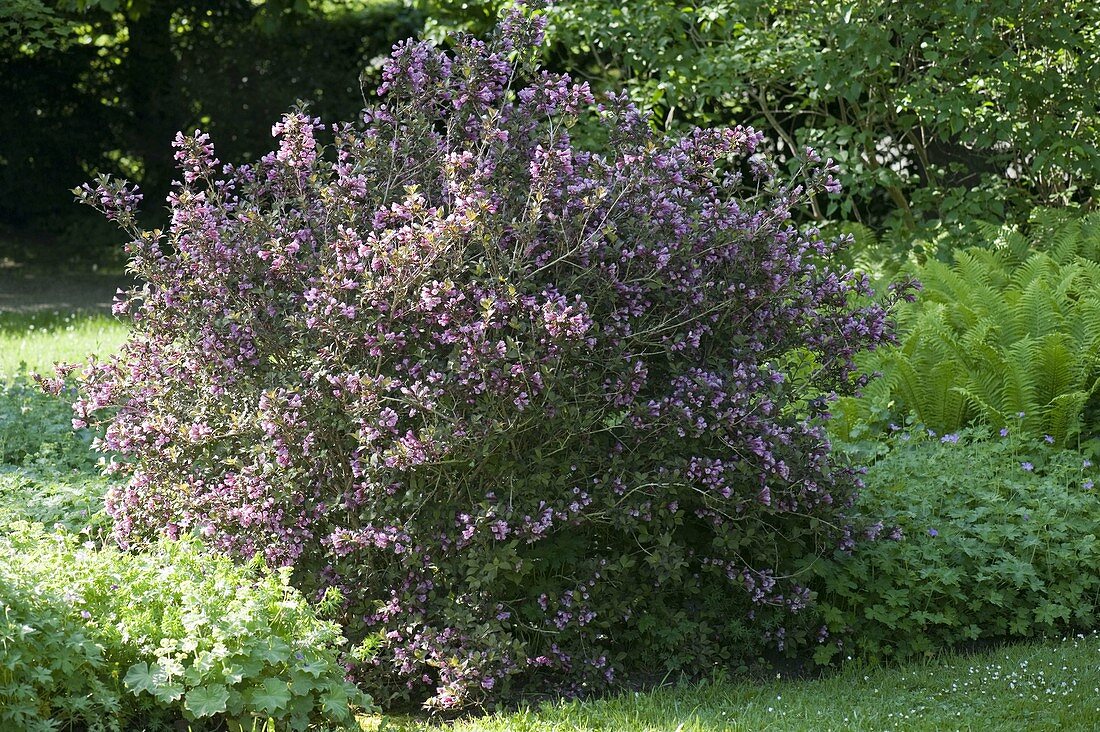 Weigelia florida 'Purpurea' (Red-leaved Violet)