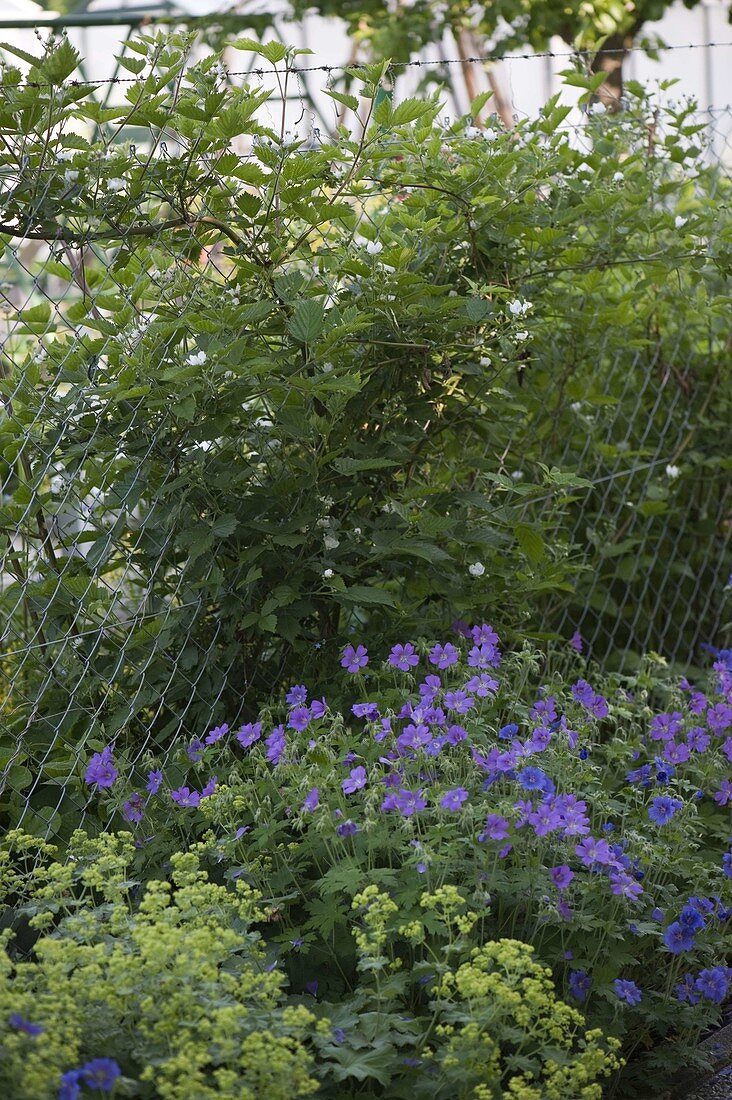 Wire mesh fence with Rubus (blackberries), Geranium in front of it