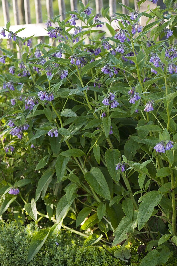 Symphytum officinale (comfrey)