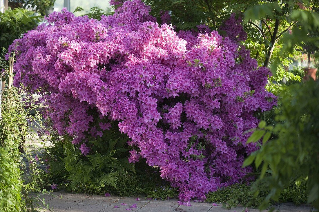 Rhododendron obtusum 'Kermesina' (Japanese azalea)