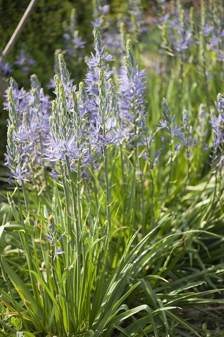 Camassia leichtlinii 'Caerulea' (Blaue Prärielilie)