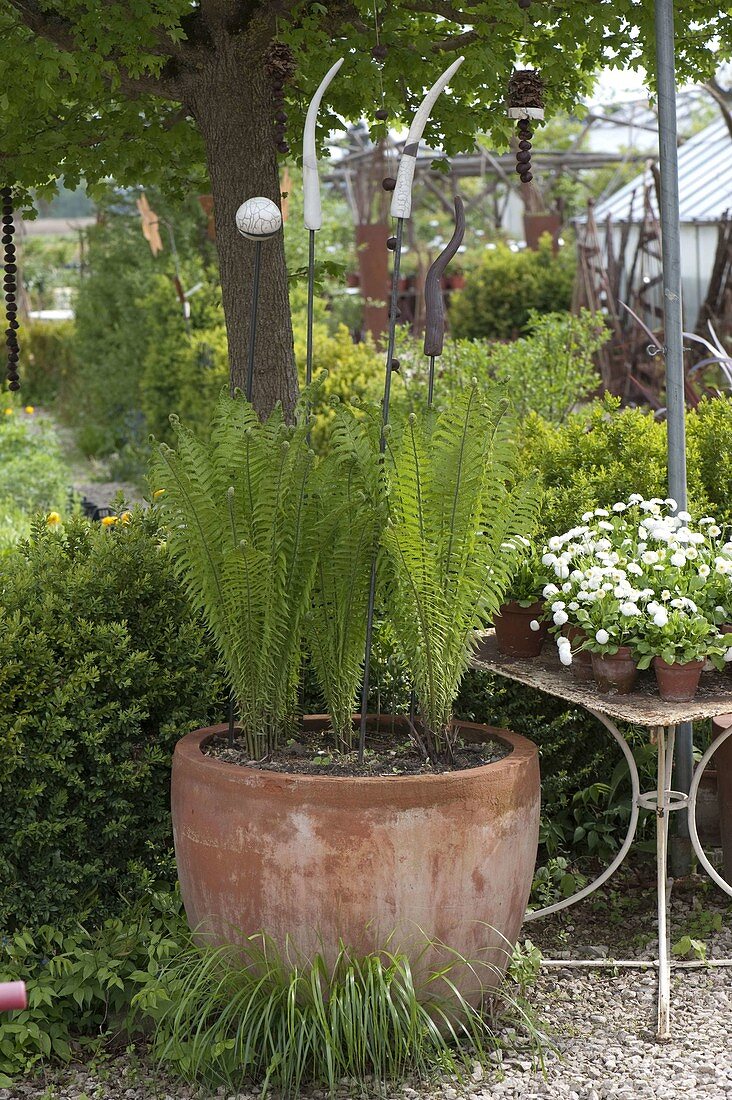 Matteuccia struthiopteris (European bunch fern)